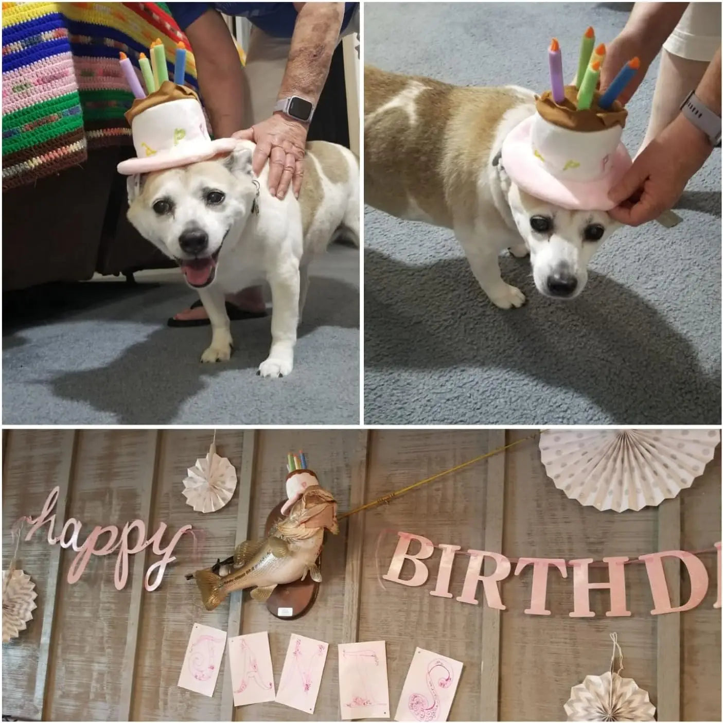 Pet Puppy & Cat Birthday Cake Hat,Holiday Pet Costume Cat Birthday Hat Small Dog Birthday Cake Hat Dog Birthday Party Supplies