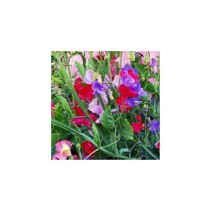 Starke Ayres Sweet Pea Multiflora