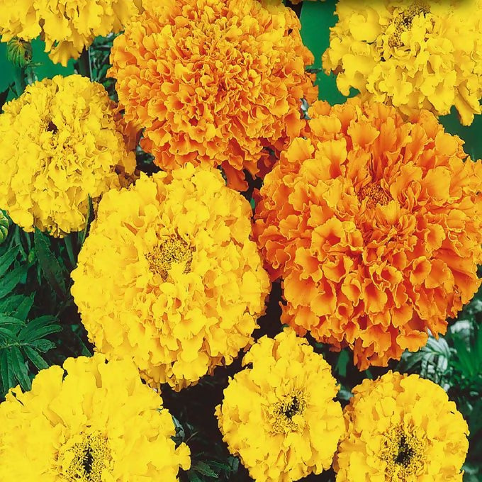 Starke Ayres Marigold Crackerjack Flower Seeds