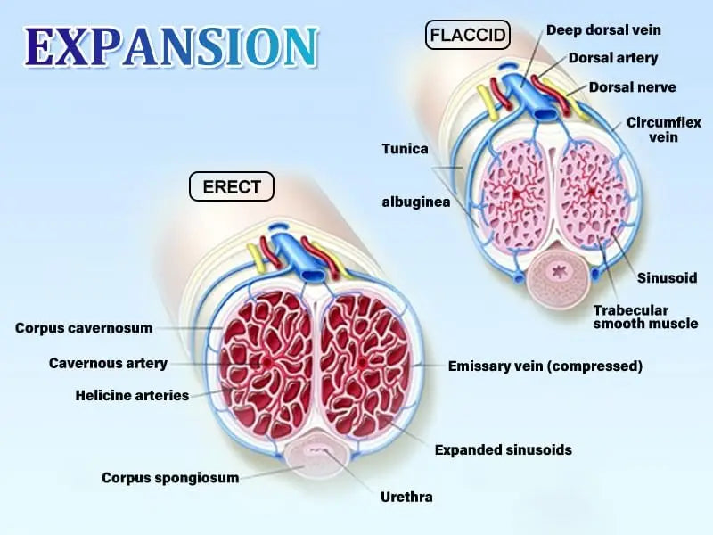 Hannibal LCD Electric Penis Pump Penis Enlargement Extend Pump Penis Trainer Male Masturbators Cup Dick Pump Sex Toys for Men
