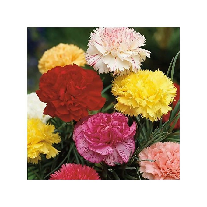 Starke Ayres Carnation Giant Chaubaud Flower Seeds - Petals For Salads