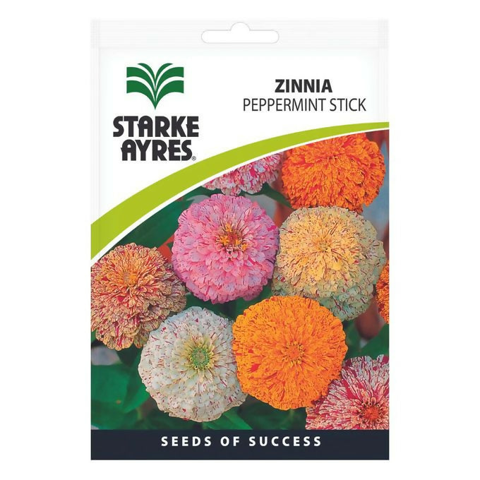 Starke Ayres Zinnia Peppermint Stick