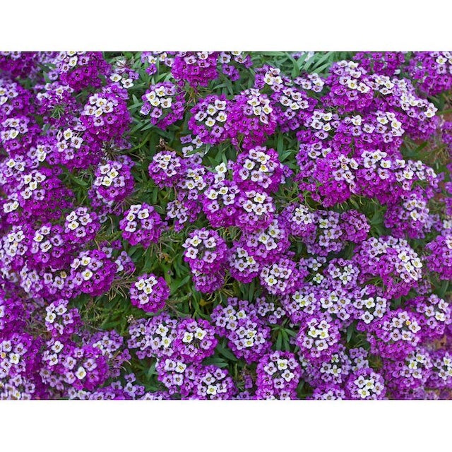 Starke Ayres Helichrysum Double Flowers Seeds, Starke Ayres Alyssum - Royal Carpet Flowers Seeds