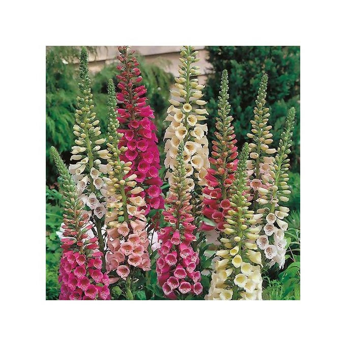 Starke Ayres Summer Foxglove Foxy Flower Packets 15g